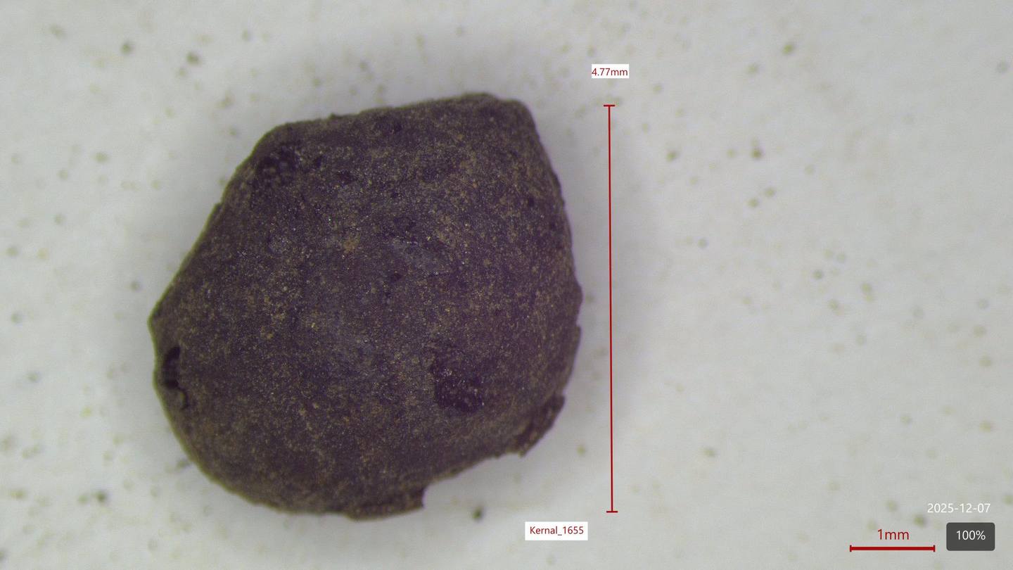 Carbonized maize kernel