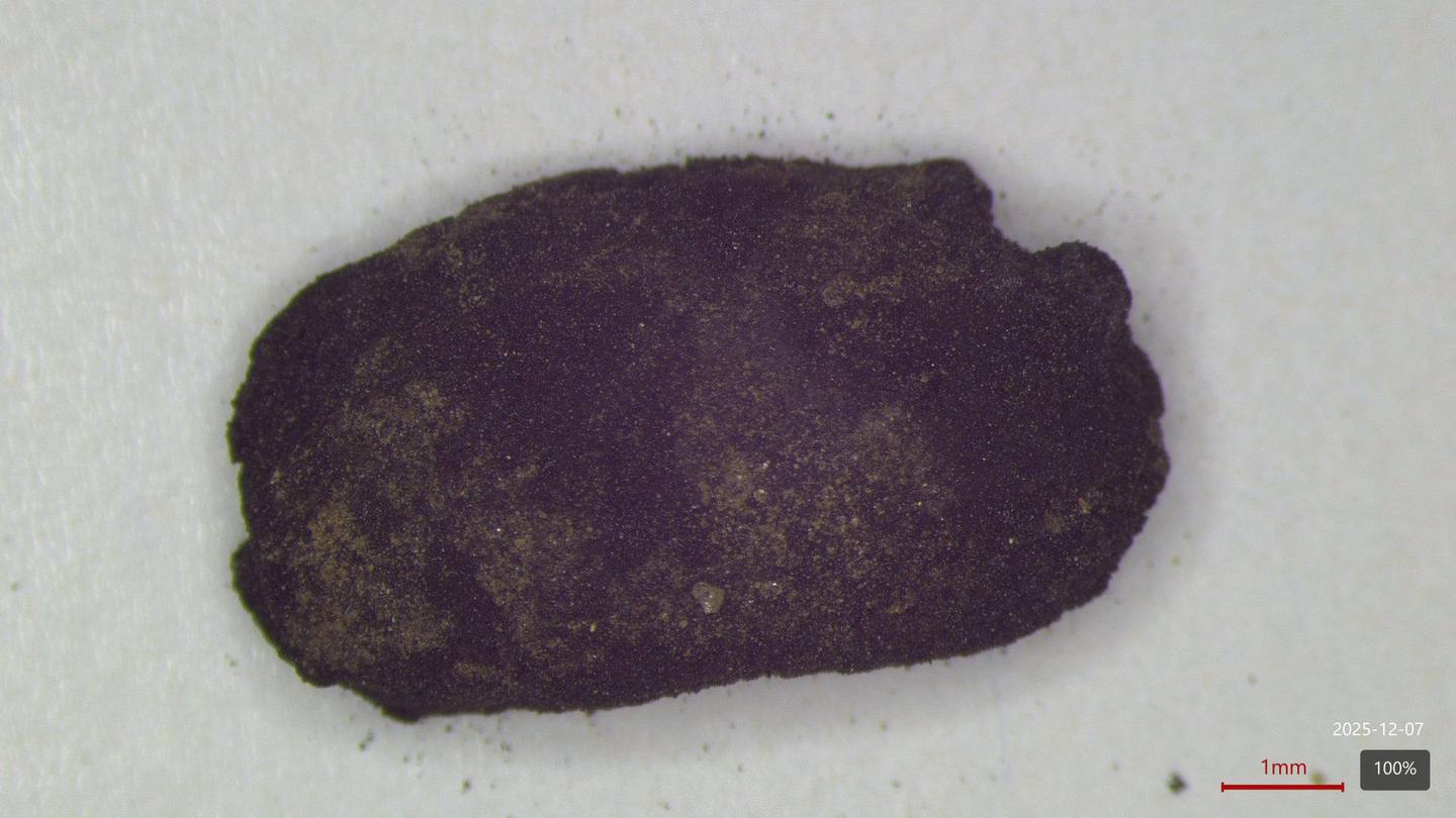 Carbonized plant macroremain