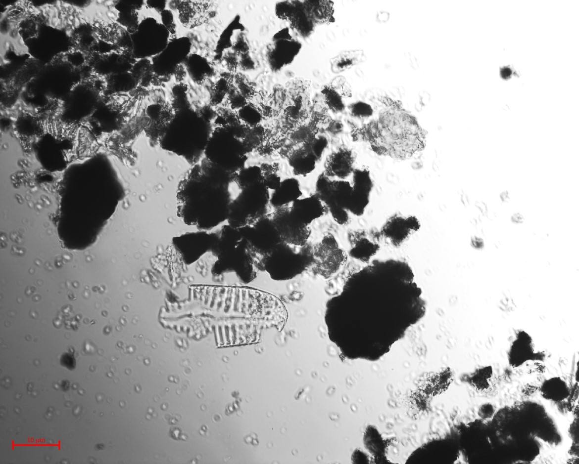 Phytolith recovered from soil